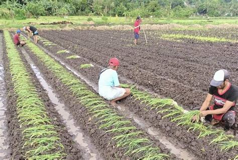 pinayflix magsasaka|VIRAL Kabataan Iyutan sa Bukid Kalaboso ng Magsasaka.